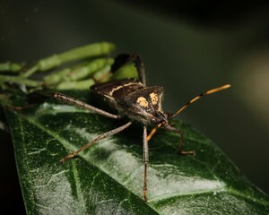 Fototapeta premium a bug that has its head close to the ground on a leaf