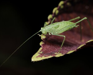 a bug with its long legs on top of a leaf