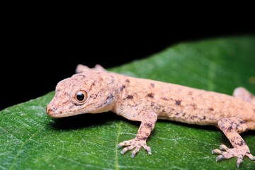 a lizard with spots on its foot sitting on a leaf