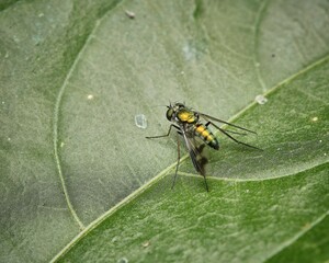Of a Condylostylus, a species of mosquito