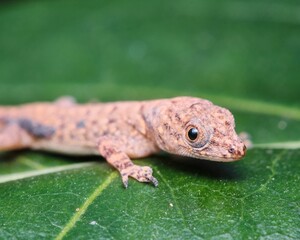 a close up shot of a baby geckola on a leaf