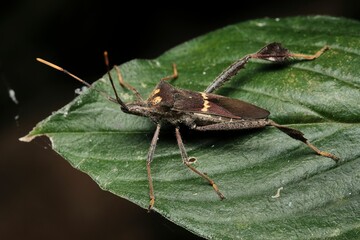 Close-up of a small insect perched on a green leaf