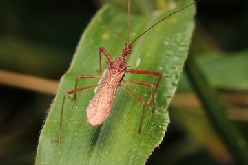 Macro shot of a Harpactorinae, a species of predatory true bug, captured from a closeup