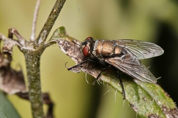 Up shot of a Bronce Fly Lucilia cuprina perched on a green leaf
