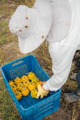 Person filling a basket with yellow dragon fruits