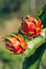 Two red dragon fruits sitting on top of a green plant