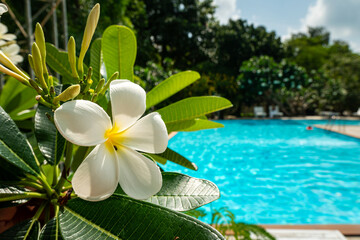 view single white Frangipani Temple Tree Flower On Green Leaves Natural Background. Plumeria against the background of a blue pool. The concept of spa and relaxation in the summer.