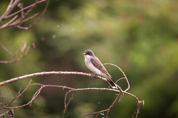 eastern kingbird