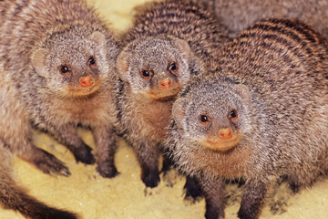 Banded mongoose