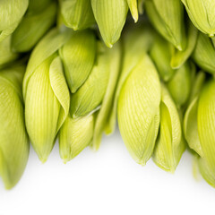 Unopened buds of white lily in large white boxes are laid out with paper for sale on the market.
