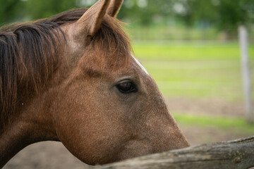 Obraz premium brown horse portrait