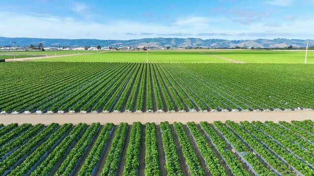 Boom up aerial from strawberry plants in field video toward mountains