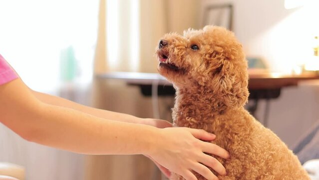 Happy dog. The girl strokes a poodle with brown curly hair. Maltipoo. Purebred pet