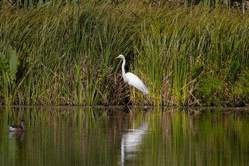 great blue heron ardea cinerea, Poland