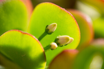 Crassula ovata plant, jade or money plant, with small flower buds and jade green leaves, close up,...