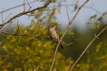 red backed shrike