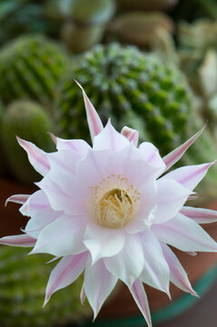 Closeup of beautiful flower of Echinopsis cactus, lily flower, Echinopsis tubiflora