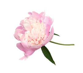 Pink peony flower isolated on white or transparent background