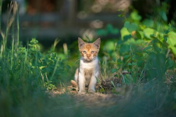 Naklejka na ściany i meble Adorable kitten in a field of lush, green grass, enjoying the sunshine and fresh air