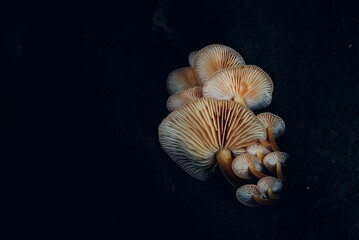 Closeup of growing mushrooms on a black background