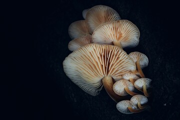 Closeup of growing mushrooms on a black background