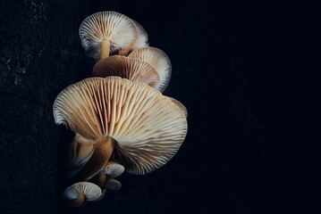 Closeup of growing mushrooms on a black background