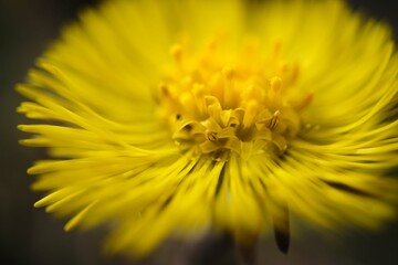 Closeup of blooming yellow Tussilago farfara