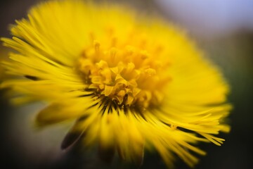Closeup of blooming yellow Tussilago farfara