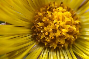 Closeup of blooming yellow Tussilago farfara