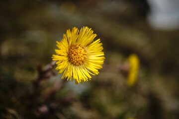 Obraz premium Closeup of blooming yellow Tussilago farfara