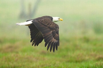 Closeup of a  majestic bald eagle during a flight in a lush green with a blurry background
