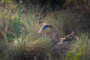 Closeup of two vibrant mallards in a lush green with a blurry background