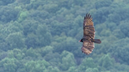 Turkey Vulture Soars Over Lehigh Valley