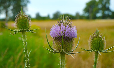Flowering of the teasel, Dipsacus, Dipsacus sativus. 
A plant of the subfamily Dipsacoideae of the...