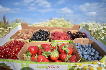 Freshly picked red currant, black currant, blueberries, raspberry, strawberry, cherries and gooseberry in boxes in a field on a farm with blue sky in summer