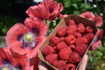 Freshly picked raspberries in a box next to poppy flowers in the sunshine