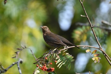 Closeup shot of a female blackbird (turdus merula) sitting in a rowan (sorbus) in autumn