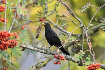 Closeup shot of a male blackbird (turdus merula) sitting in a rowan (sorbus) in autumn