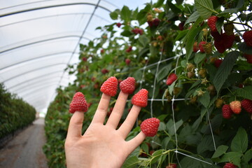 Eating rRaspberries on fingers in a field on a farm