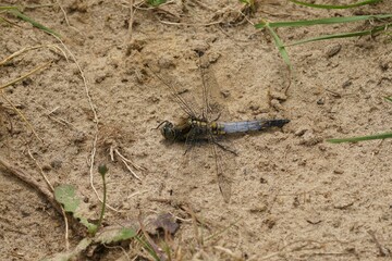 Closeup of a blue adult male keeled skimmer dragonfly, Orthetrum coerulescens posed on the ground