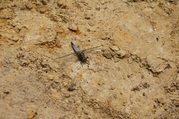 Closeup of a blue adult male keeled skimmer dragonfly, Orthetrum coerulescens posed on the ground