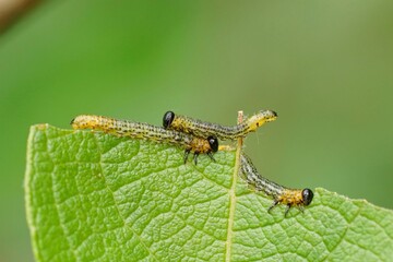 Closeup on the the spotted larvae of Willow sawfly , Nematus salicis on Salix caprea in the garden