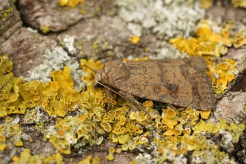 Detailed closeup of the brown mottled rustic owlet moth, Caradria morpheus