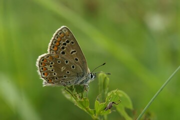Lateral closeup on a Common European Icarus blue butterfly, Polyommatus icarus