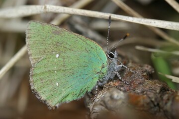Closeup on the small green hairstreak butterfly, Callophrys rubi, sitting on the ground