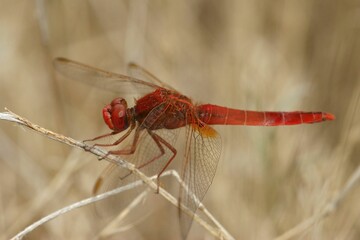 Closeup on a bright red male Common Scarlet-darter, Crocothemis erythraea sitting on a twig