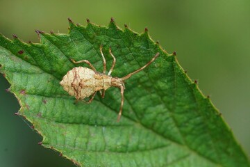 Closeup on an instar, nymph of the Dock bug, Coreus marginatus