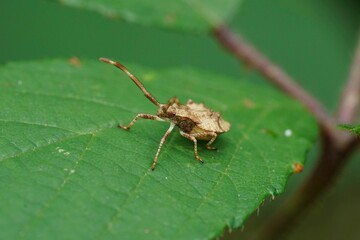 Facial closeup of a light brown instar, nymph of the Dock bug, Coreus marginatus