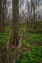 tree branches lying in the forest on green grass, among tall bare trees, against the background of a gray gloomy stormy sky
