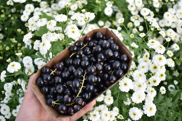 Black currant berries in a box in front of white flowers
